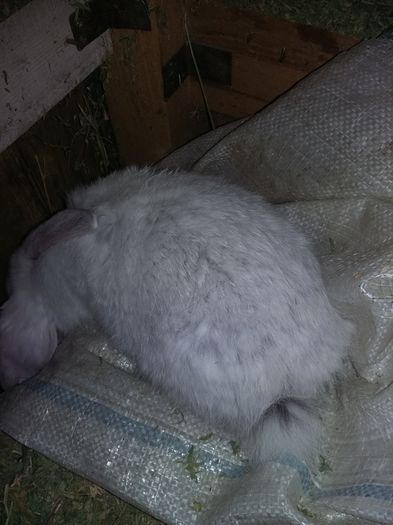 20150326_225846 - Mascul Sallander