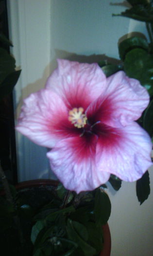 2015-04-01 21.13.07 - HIBISCUS 2015