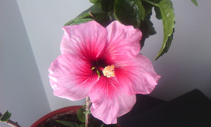 2015-04-01 15.11.35 - HIBISCUS 2015