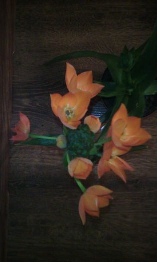 2015-04-01 21.21.20 - Ornithogalum Dubium