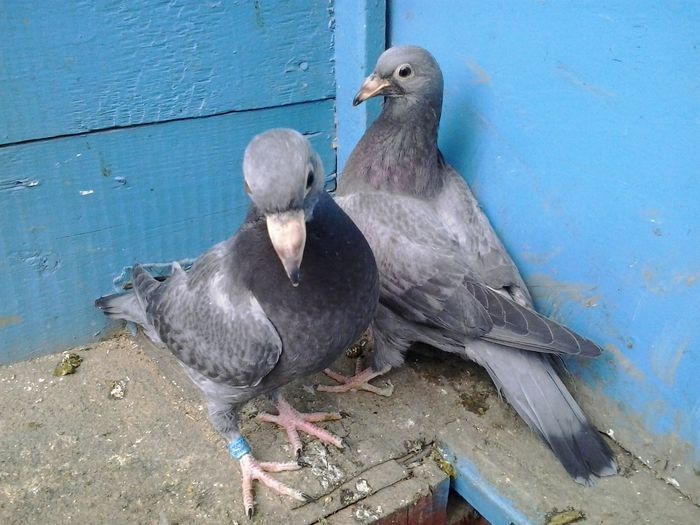  - FOTO PORUMBEI