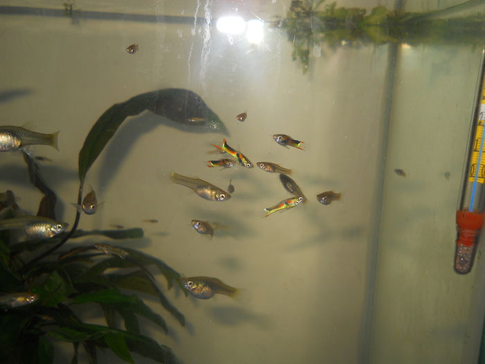 Endler Blue Bar - c1 linii guppy