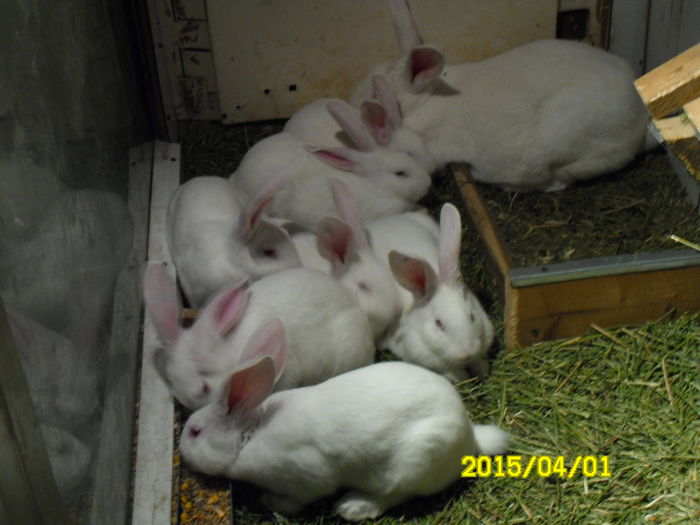 SAM_0486 - hycole 2015 pui de vanzare VANDUTI