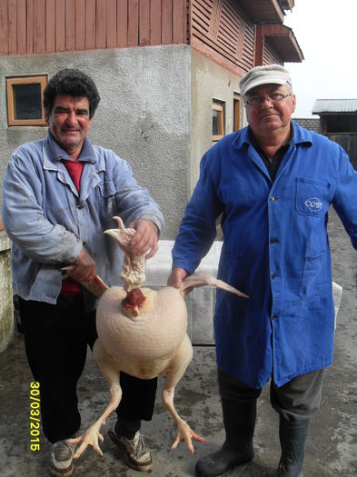 curcan 2....28 kg - curcanii vecinului si  un nou cotet de iepurasi