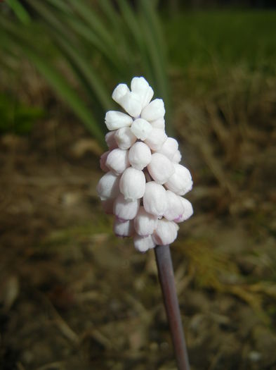 Muscari Pink Sunrise (2015, April 01)