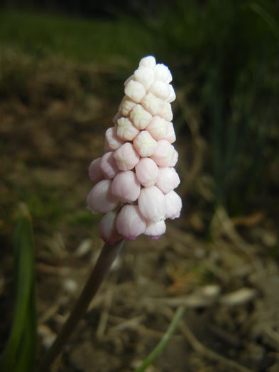 Muscari Pink Sunrise (2015, April 01)