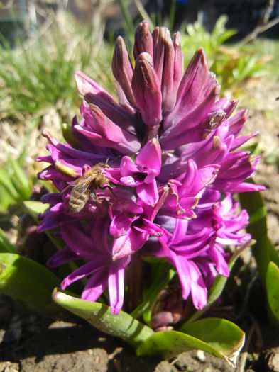 Hyacinth Purple Sensation (2015, Mar.31)