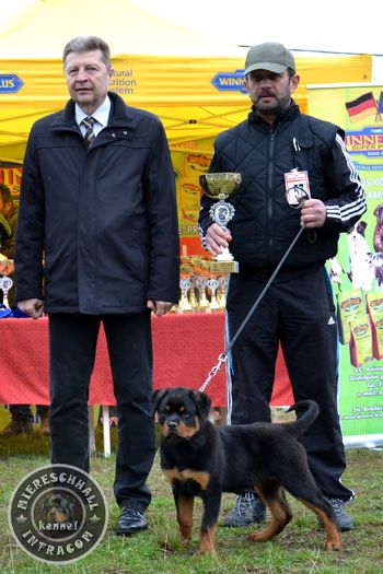 Rottguardian Slash; Best Baby Rottweiler
