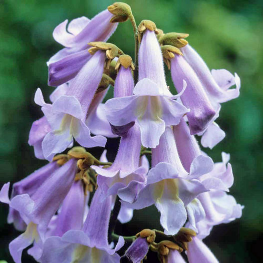 Floare Paulownia tomentosa (foto net)