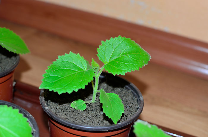 Paulownia tomentosa - 5 lei - Plante de vanzare 2015