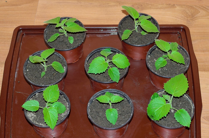 Paulownia tomentosa - 5 lei - Plante de vanzare 2015