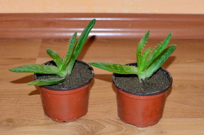 Aloe -  5 lei - Plante de vanzare 2015