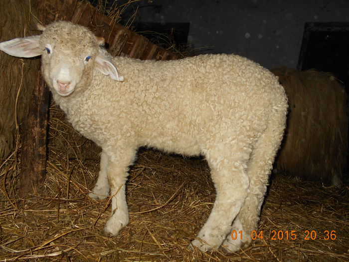 Picture 239 - Productia De Miei 2015