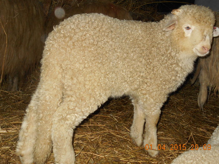 Picture 186 - Productia De Miei 2015