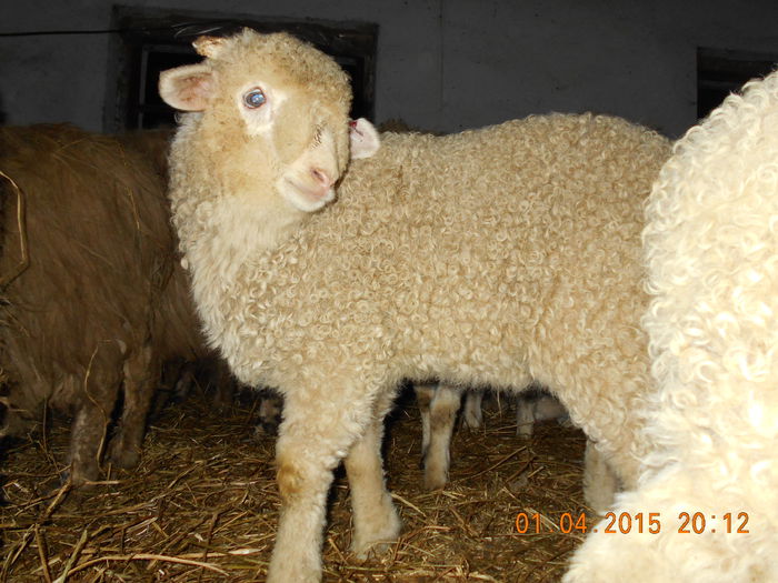 Picture 194 - Productia De Miei 2015