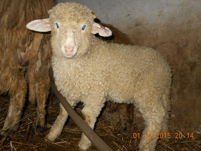 Picture 198 - Productia De Miei 2015