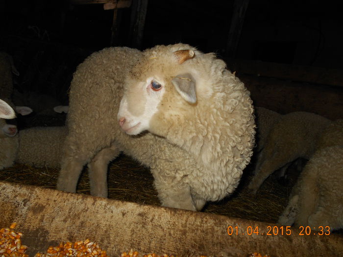 Picture 233 - Productia De Miei 2015