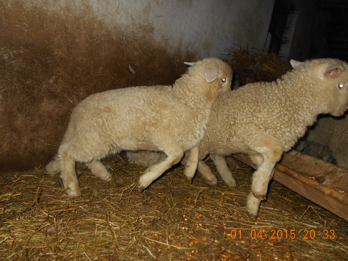 Picture 236 - Productia De Miei 2015