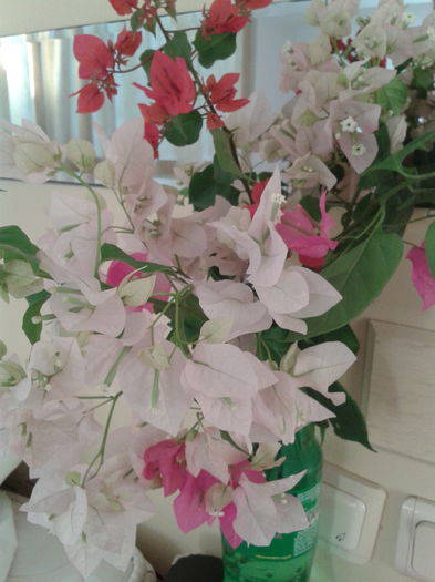 2014-09-07 07.34.43 - Bougainvillea