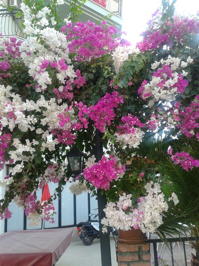 2014-09-02 18.32.15 - Bougainvillea