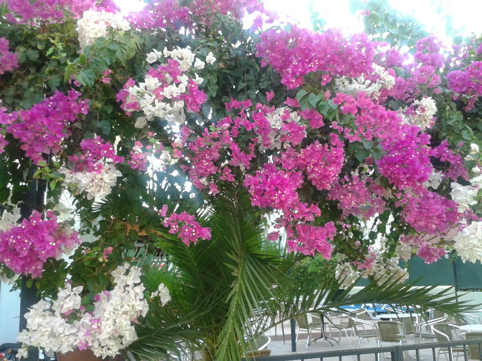 2014-09-02 18.32.21 - Bougainvillea