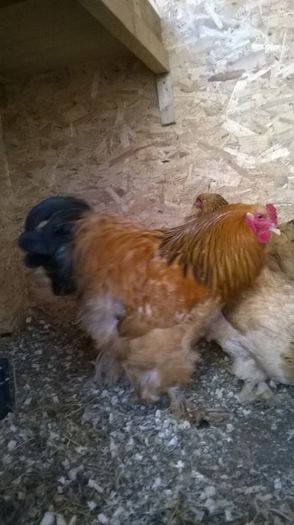 WP_20150402_017 - Brahma columbia