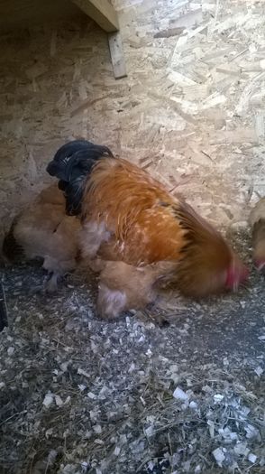 WP_20150402_018 - Brahma columbia