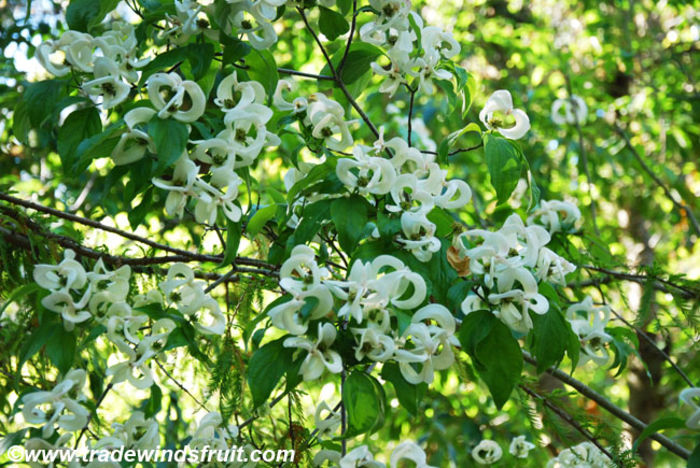 cornus_florida_urbiniana2