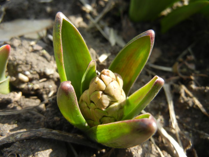 Hyacinth_Zambila (2015, March 16)