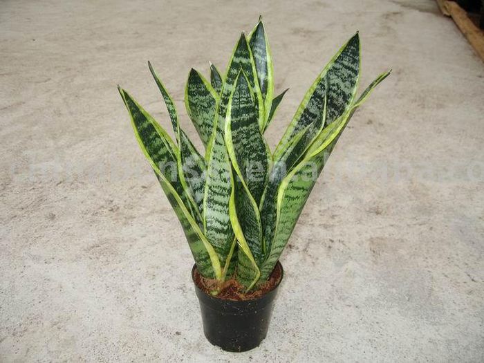 Sansevieria_Trifasciata