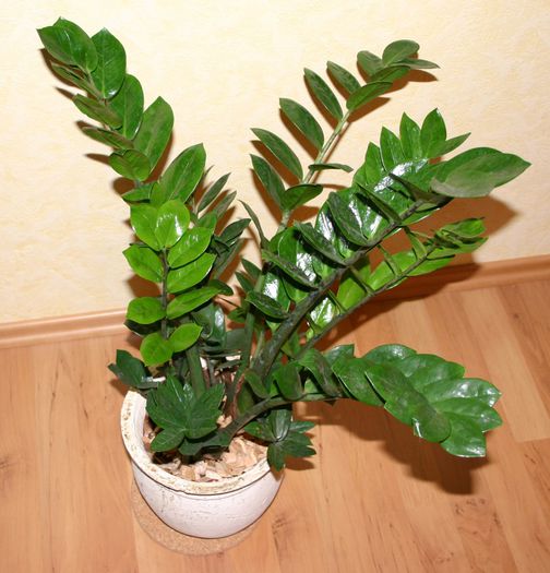 Zamioculcas - dorinte