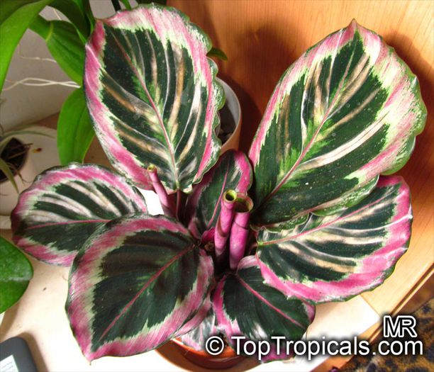 Calathea_roseopicta - dorinte