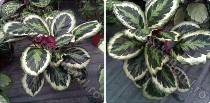 Calathea-medallion - dorinte