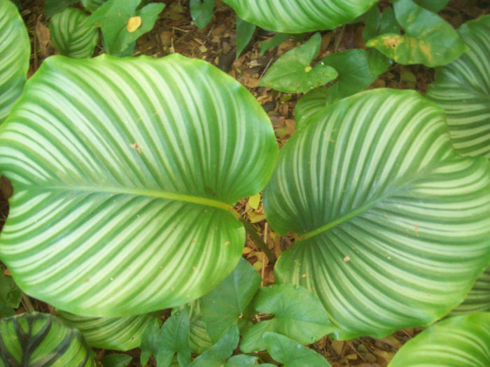 Calathea-fasciata