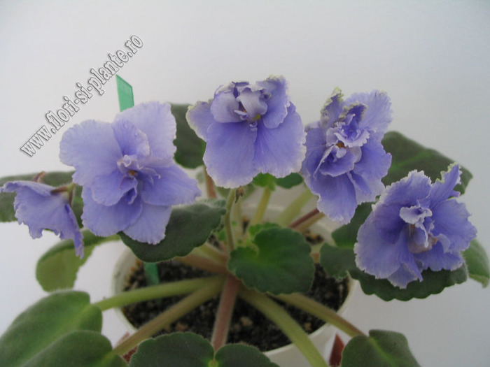Saintpaulia Bloomlover's Prince 8 - VIOLETE AFRICANE  - Saintpaulia