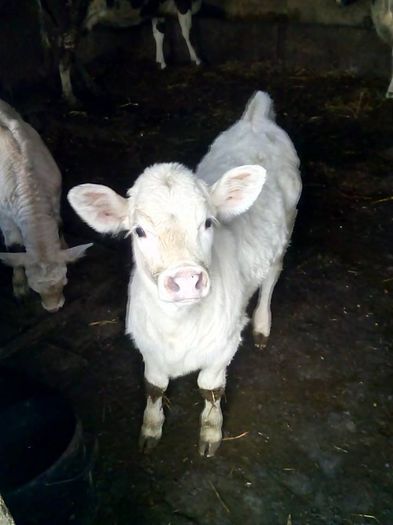 metis charolais