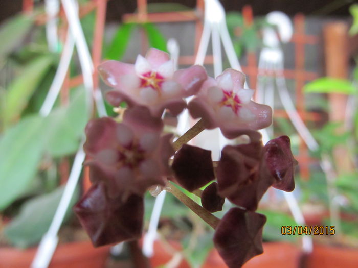 hoya  sp. south Thailand EPC - HOYA 2015