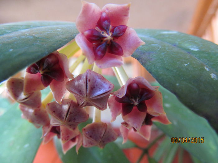 Hoya  Lobbi