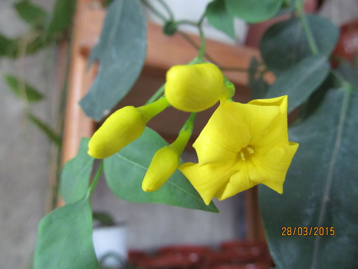 jasminum humile var.