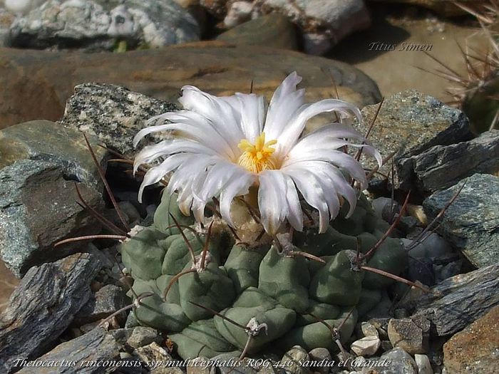 Thelocactus rinconensis ssp. multicephalus ROG 446 Sandia el Grande - Cactusi 2014