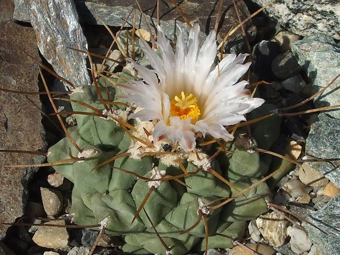Thelocactus lophotele L 1006 - Cactusi 2014