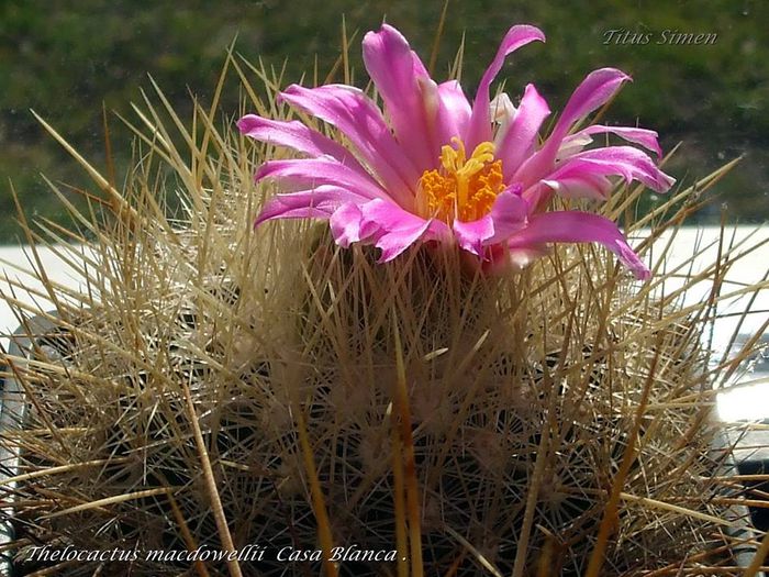 Thelocactus macdowellii Casa Blanca - Cactusi 2014