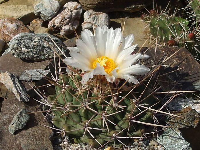 Thelocactus matudae L 744 Rayones .