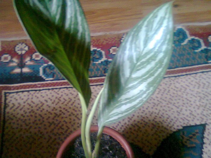 Fotografie0581 - aglaonema