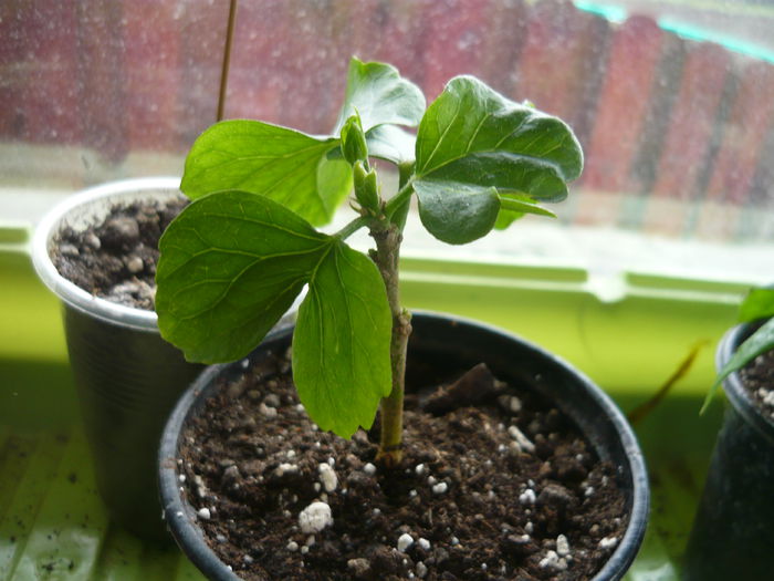 donna zeller cu bobocel - performante