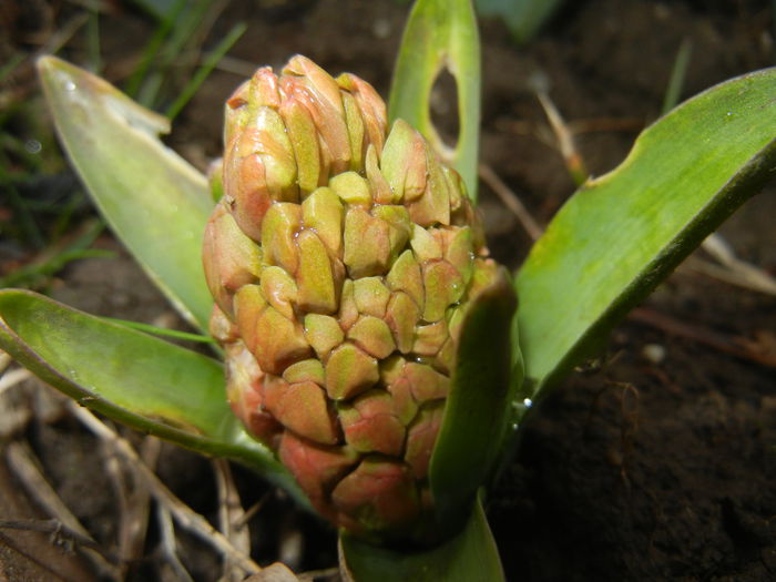 Hyacinth_Zambila (2015, March 27)