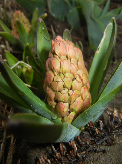 Hyacinth_Zambila (2015, March 27)