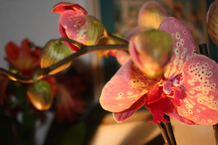 IMG_4478; Din partea lui Ella de ziua mea
