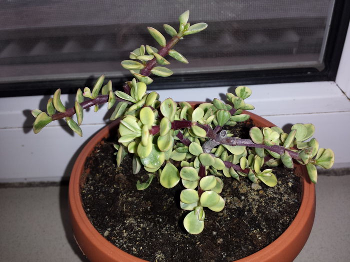 160 Crassula portulacaria afra variegata - Suculente - 2015