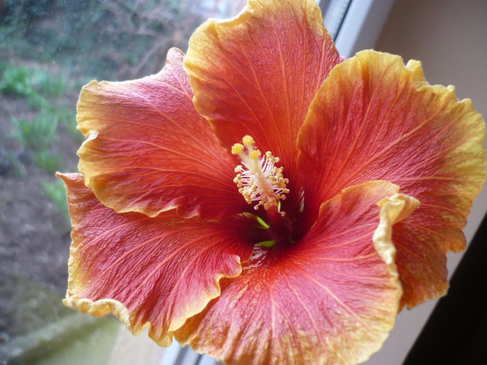 P1210765 - HIBISCUSI 2015-1